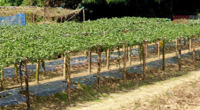 ভোক্তাদের মাঝে আমদানি নির্ভরতা কমাবে পটল চাষ